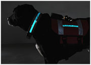 denier vest rescue dog